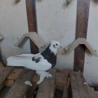 کبوتر|پرنده|شیراز, تندگویان|دیوار