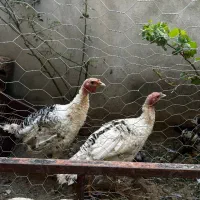 بوقلمون 4ماهه
