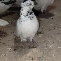 کفتر قره دیمدیح کاکلی|پرنده|آذرشهر, |دیوار