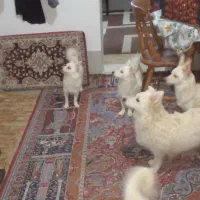 سگ پاکوتاه خونگی