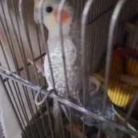 طوطی سخنگو پنج تا طوطی عروس هلندی|پرنده|رشت, سیا اسطلخ|دیوار