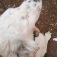 واگذاری توله سگ