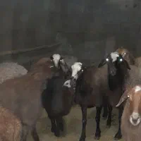 میش،بره گوسفند