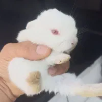 بچه خرگوش مینی