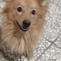 فروش یک پامرنر روباهی