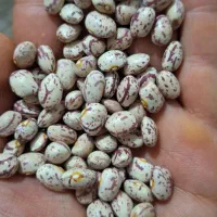 لوبیا چیتی درجه یک