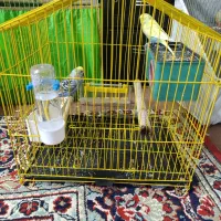 یک جفت گیرینچیک فروشی. بازیگوش|پرنده|اقبالیه, |دیوار