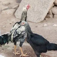 جفت لاری|حیوانات مزرعه|گناباد, |دیوار