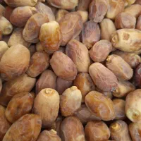قصب(خرمای)زاهدی