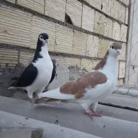 کبوتر|پرنده|اسلامشهر, شهرک انبیا|دیوار