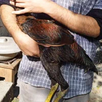 دو عدد جوجه خروس لاری پنج ماهه|حیوانات مزرعه|ساری, |دیوار