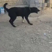 توله واگذاری