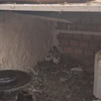 کبوتر|پرنده|بهبهان, |دیوار