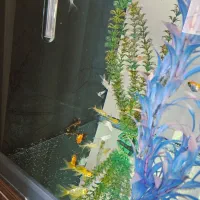 گلدفیش اوراندا و اپاچی کوی پلاتینیوم باله بلند|ماهی|تهران, توحید|دیوار