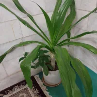 گل طبیعی