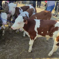 دامزنده قرینطنه شده گوساله پرواری|حیوانات مزرعه|تهران, جوادیه تهرانپارس|دیوار