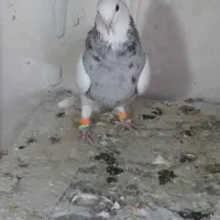 طوق الماسی گلدار