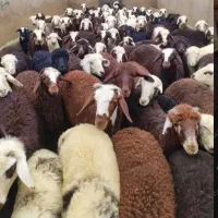 بره پای پروار و کشتاری