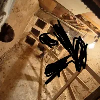 کبوتر گمشده چالیشتر