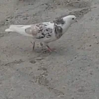 کبوتر رفتنی