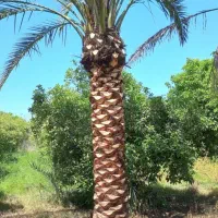 نخل|خدمات باغبانی و درختکاری|شوشتر, |دیوار