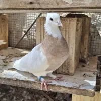 کبوتر طوقی ماده زرد درجه 1 جوان پرشی