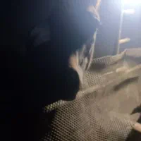 کره اسب ۷ماهه