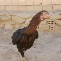 مرغ لاری افغان|حیوانات مزرعه|الشتر, |دیوار