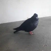 ۱۵ عدد کبوتر