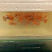 گوپی کینک کوی|ماهی|تهران, زعفرانیه|دیوار