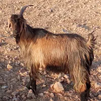 بز سراحال|حیوانات مزرعه|چرام, |دیوار