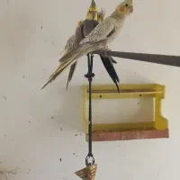 عدوس هلندی قیمت بسیار مناسب|پرنده|لالجین, |دیوار