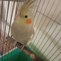 عروس هلندی نر آهویی