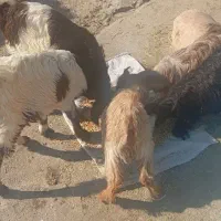 فروش 2 کهره درشت پاکستانی و2کهره ماده ویک کهره نر|حیوانات مزرعه|بهبهان, |دیوار