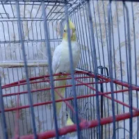 طوطی عروس هلندی سخنگو و رام همراه با 5 تخم|پرنده|سنندج, |دیوار