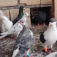 ۱۴.|پرنده|آشخانه, |دیوار