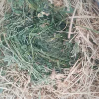 یونجه خالص|حراج|پلدشت, |دیوار