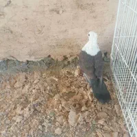 کله سفید کاکلی|پرنده|سبزوار, کهنه آب|دیوار