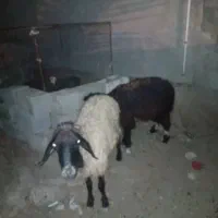 فروش میش و بره‌اش|حیوانات مزرعه|هندیجان, |دیوار