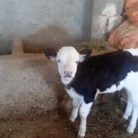 یک عدد گاو و گوساله سمینتال|حیوانات مزرعه|بجنورد, |دیوار