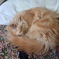 گربه پرشین و اسکاتیش|گربه|گلبهار, شهر جدید گلبهار|دیوار