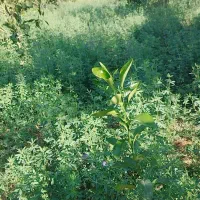 کارگر کشاورزی و باغبانی