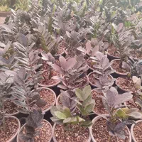 فروش گیاهان گلدار و آپارتمانی|گل و گیاه طبیعی|مشهد, شهرک صنعتی توس|دیوار