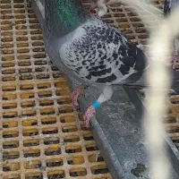 پرنده