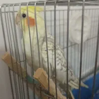 عروس هلندی گم شده در بن