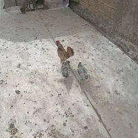 مرغ و خروس مینیاتوری