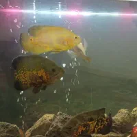 ماهی گوشت خوار وگیاه خوار