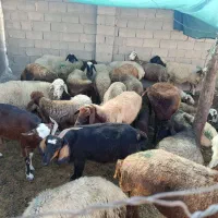 22 میش