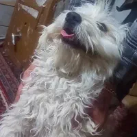 سگ پا کوتاه بفروش میرسد2700