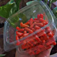 خونه تکونی کبد با کپسول گیاهی